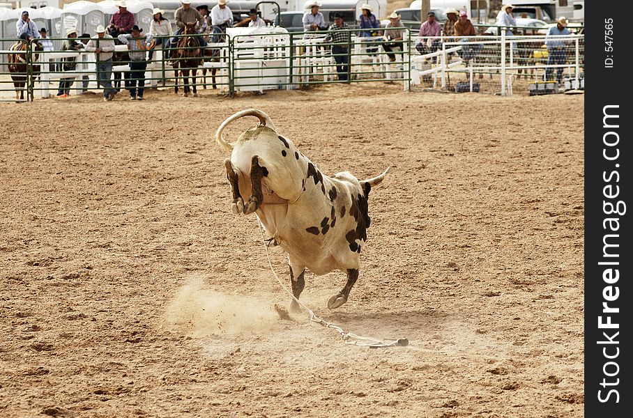 Bucking action after the rider had been thrown during the bull rinding competition at a rodeo. Bucking action after the rider had been thrown during the bull rinding competition at a rodeo.