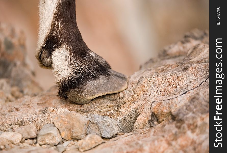 Wild goat hoof