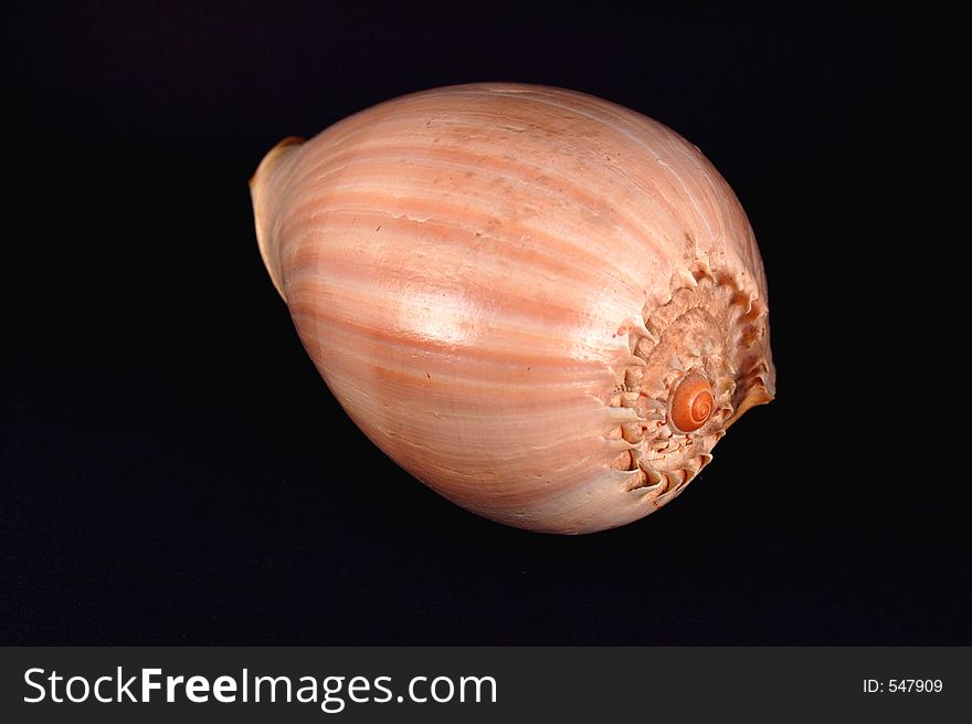 Large tropical seashell. Large tropical seashell