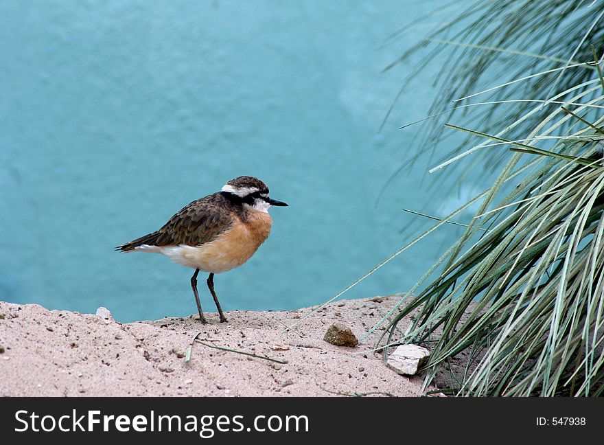 Plover on the sand with beach grass.