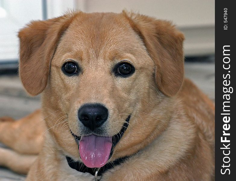 Portrait of a young golden retriever