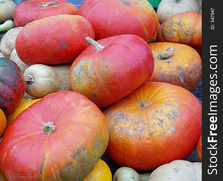 Assorted bright orange gourds. Assorted bright orange gourds.