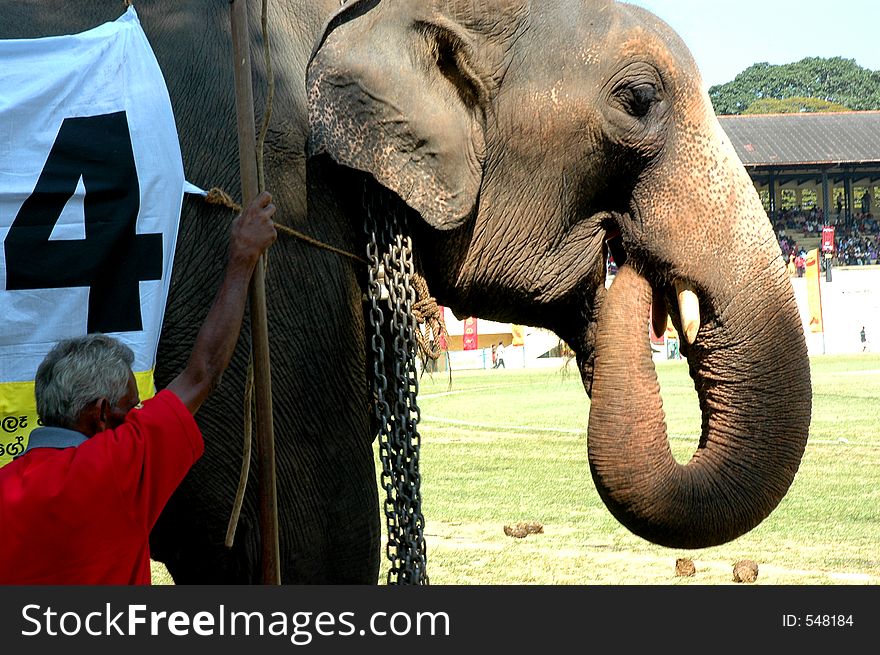 An elephant, having a feed at a show