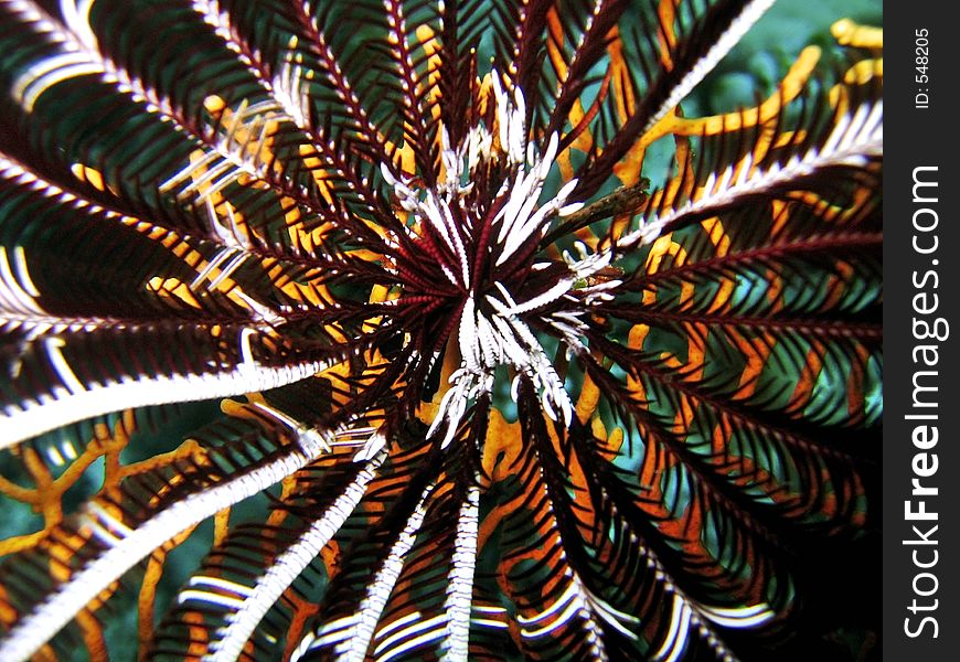 Abstract shot of the center of a feather star. Abstract shot of the center of a feather star