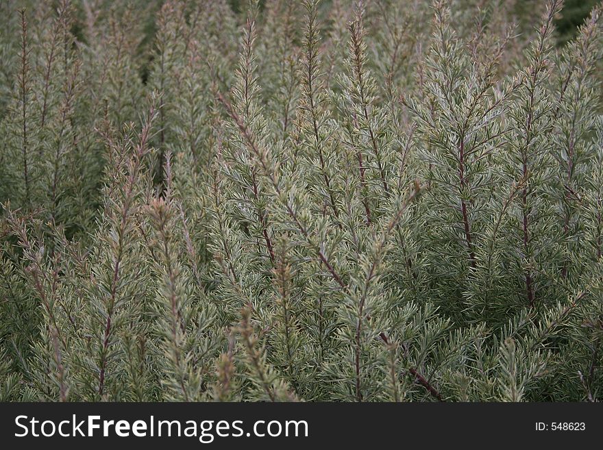 A shallow DOF shot of a shrub with muted colours. A shallow DOF shot of a shrub with muted colours