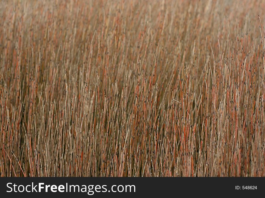 Marshland grasses