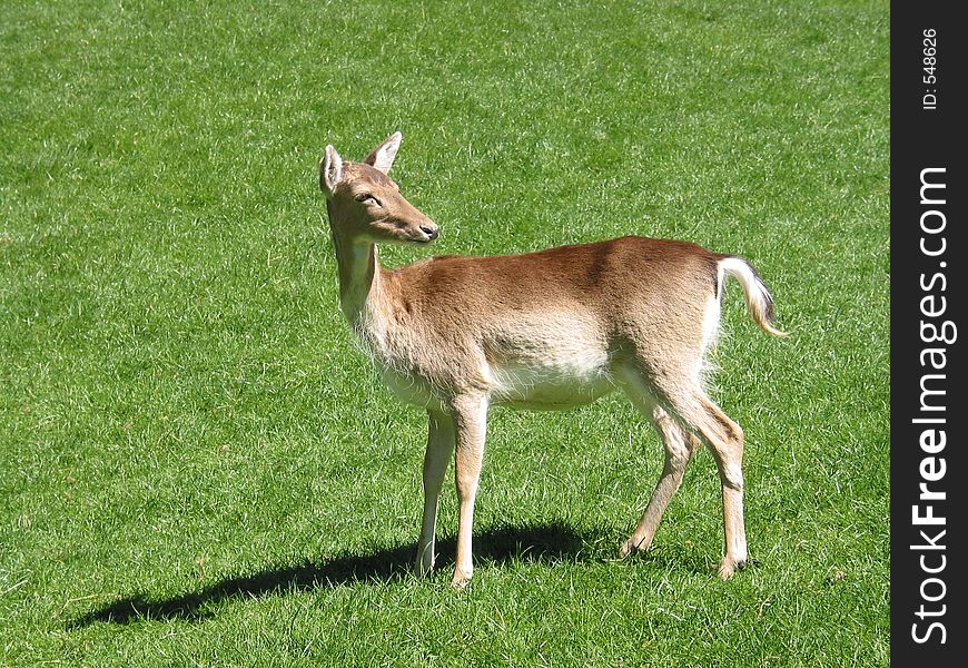 A young deer in a field