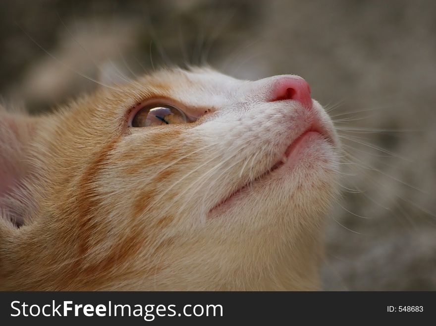 Curious kitten looking up.