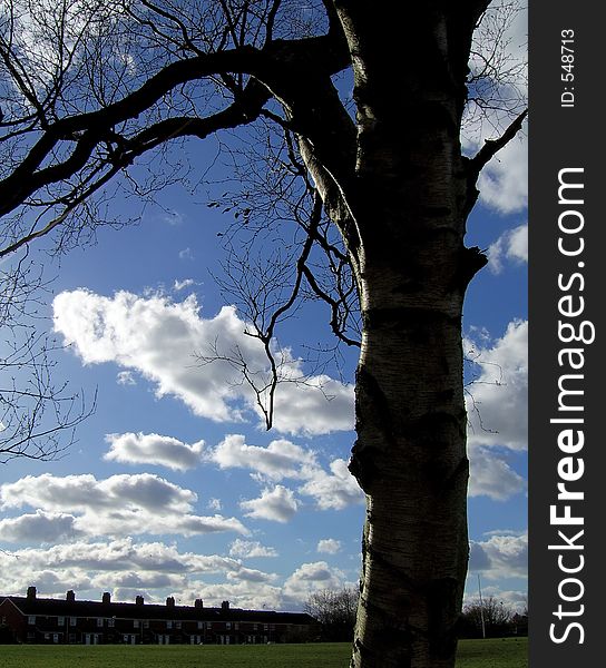 A tree silhouetted in front of a white fluffy cloud background