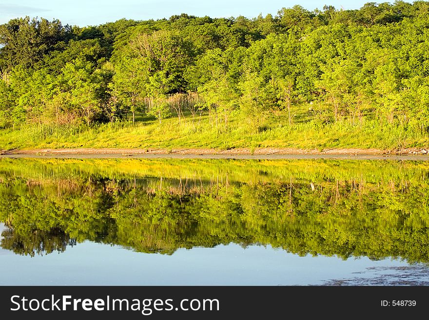 Trees reflected in a pond at sunset. Trees reflected in a pond at sunset