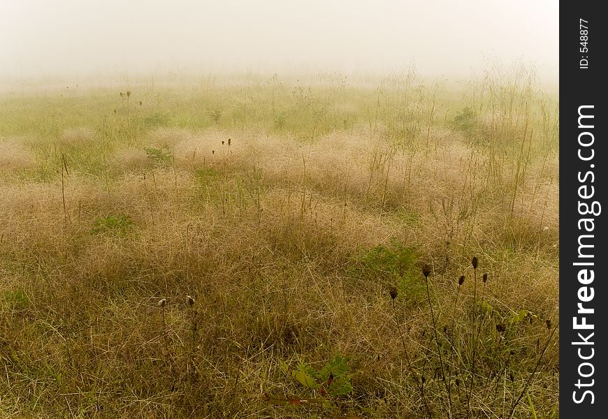 This is a soft background shot of an early morning foggy meadow. This is a soft background shot of an early morning foggy meadow.
