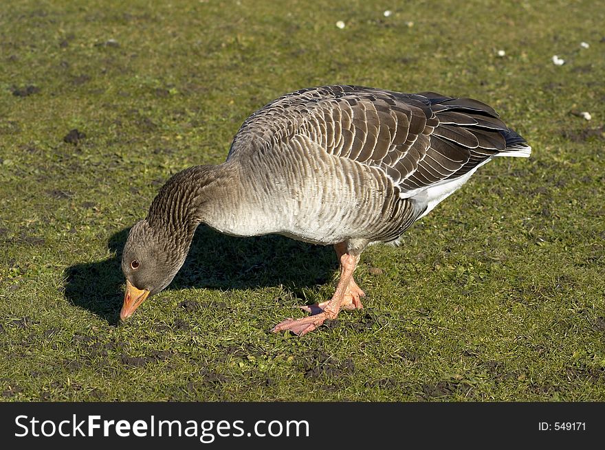 Greylag Goose, Anser anser, grazing, Hornsea mere, UK. Greylag Goose, Anser anser, grazing, Hornsea mere, UK.