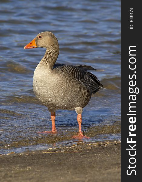 Greylag Goose, Anser anser, Hornsea Mere, UK. Greylag Goose, Anser anser, Hornsea Mere, UK.