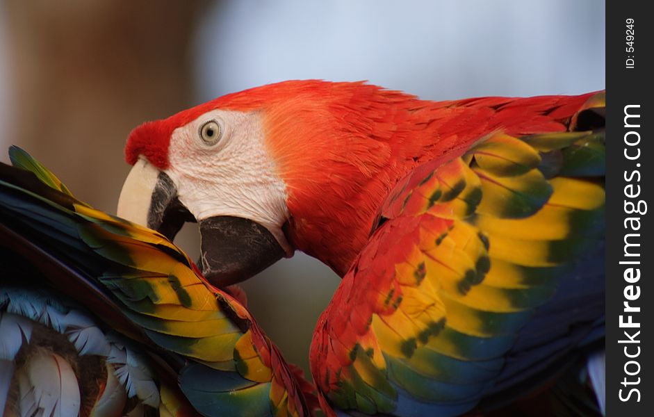 Macaw, Florida