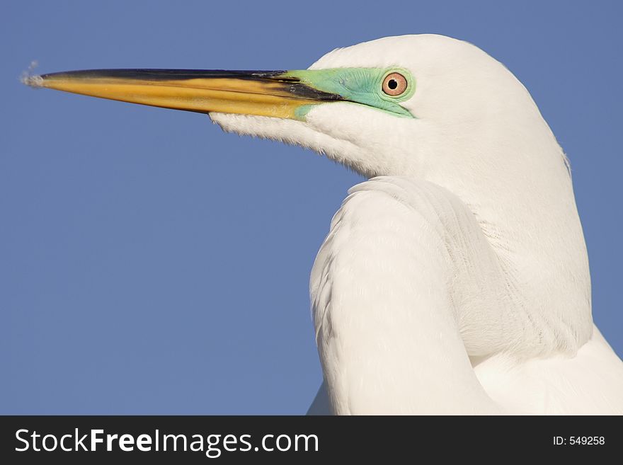 Its a Great Egret, Florida