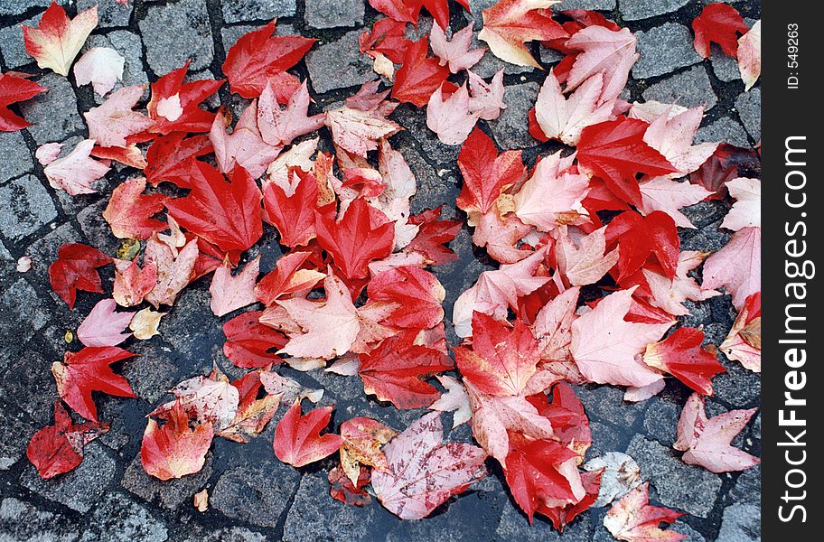 Red Autumn leaves on block pavement