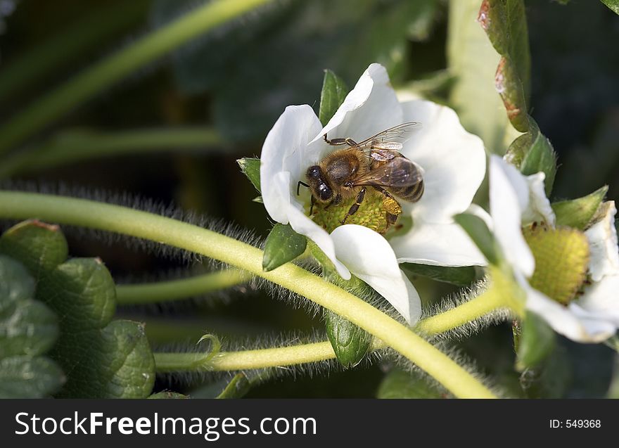 On bee in the strawberry flower. On bee in the strawberry flower