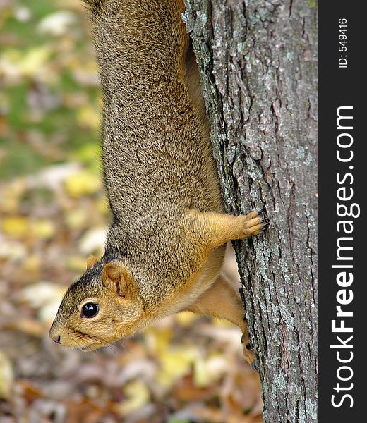 Squirrel Hanging In Tree