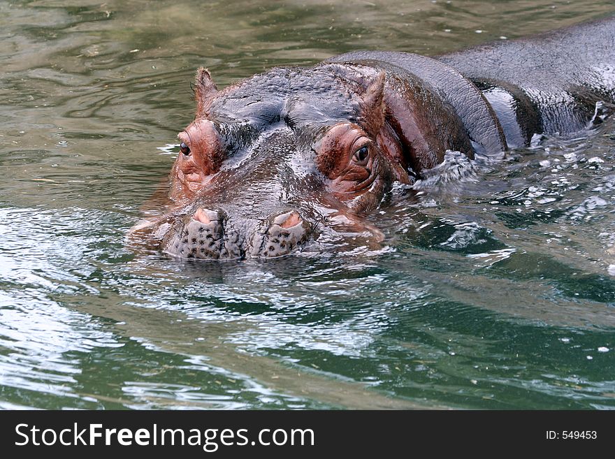 Hipopotamo asomandose dentro de una balsa de agua. Hipopotamo asomandose dentro de una balsa de agua