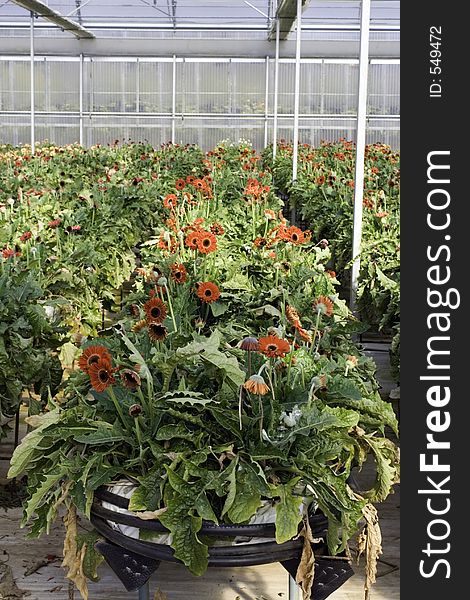 African daisy (gerbera) in the greenhouse. African daisy (gerbera) in the greenhouse