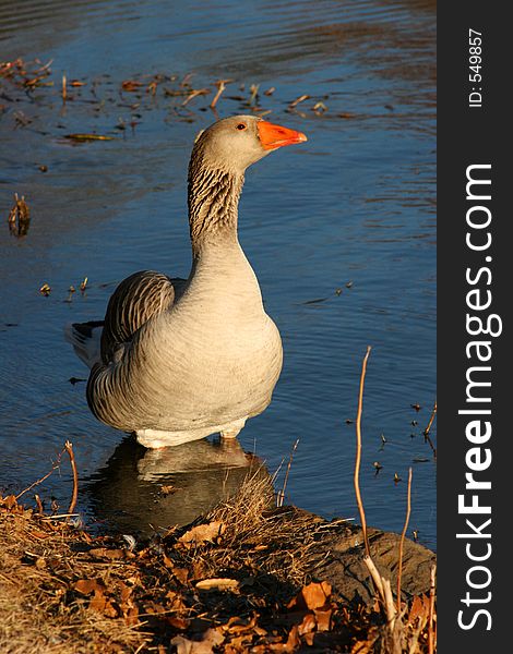Goose wading in water