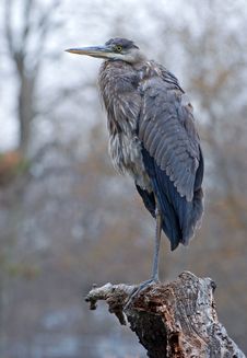 Heron Fishing Stock Photos Heron Fishing Stock Photos