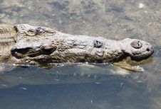 Crocodile S Teeth Brushing Royalty Free Stock Image Crocodile S Teeth Brushing Royalty Free Stock Image
