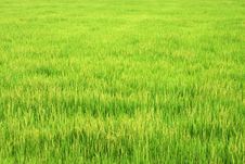 Paddy Field Royalty Free Stock Photos Paddy Field Royalty Free Stock Photos
