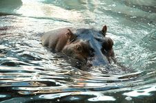 Hippos Royalty Free Stock Photos