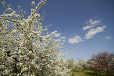 Spring Stock Photography Spring Stock Photography