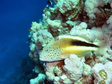 Grouper Stock Photography Grouper Stock Photography
