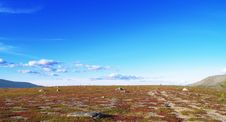 Tundra And Sky Stock Photography