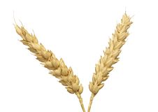 Spike Of Wheat Isolated Royalty Free Stock Photography Spike Of Wheat Isolated Royalty Free Stock Photography