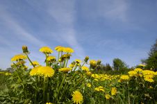 Dandelion Flowers Royalty Free Stock Photography