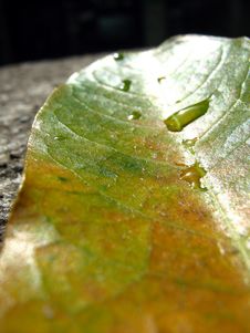 Leaf With Droplets Royalty Free Stock Photos
