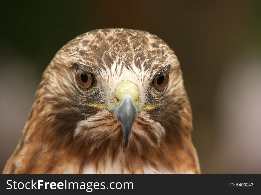 Ferruginous Hawk upl close and personal.  This hawk is common in southern Alberta, hunting for rodents over the open fields.