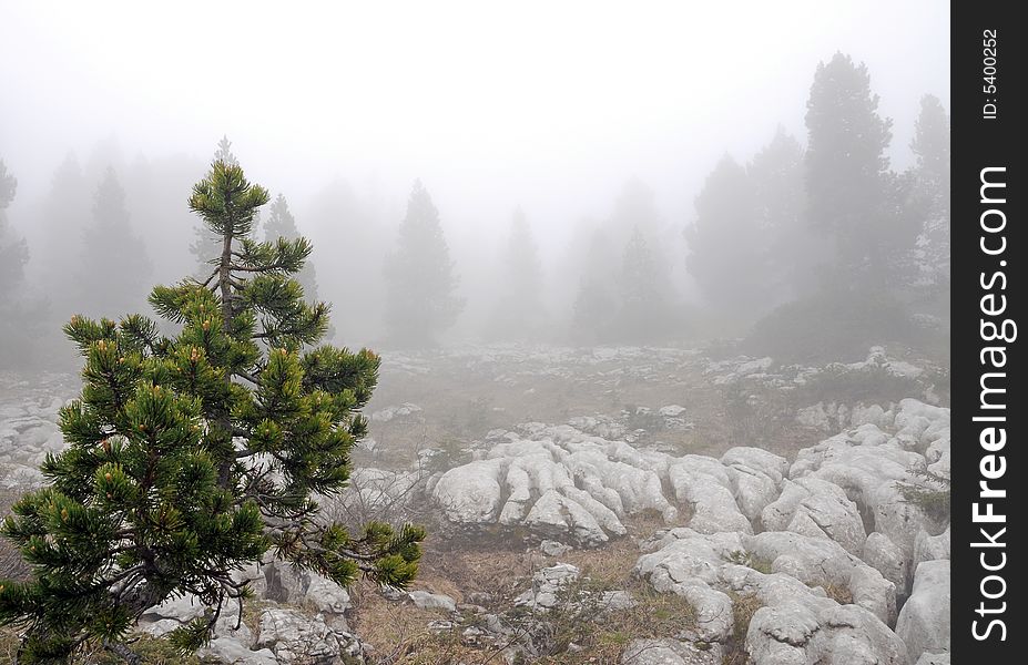 Pine Forest In The Fog