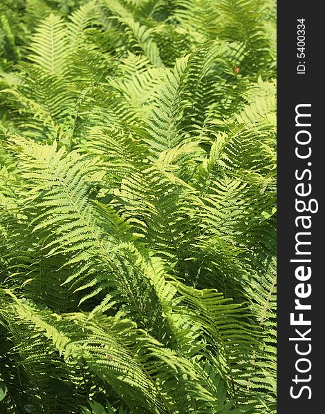 Detail of a bright green fern forrest