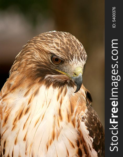 Ferruginous Hawk upl close and personal. This hawk is common in southern Alberta, hunting for rodents over the open fields.