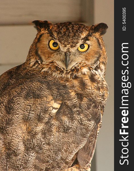 From her gaze, you can see this owl is fierce and proud. From her gaze, you can see this owl is fierce and proud.