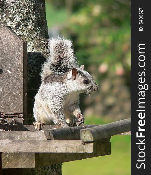 Squirrel quarding its little house