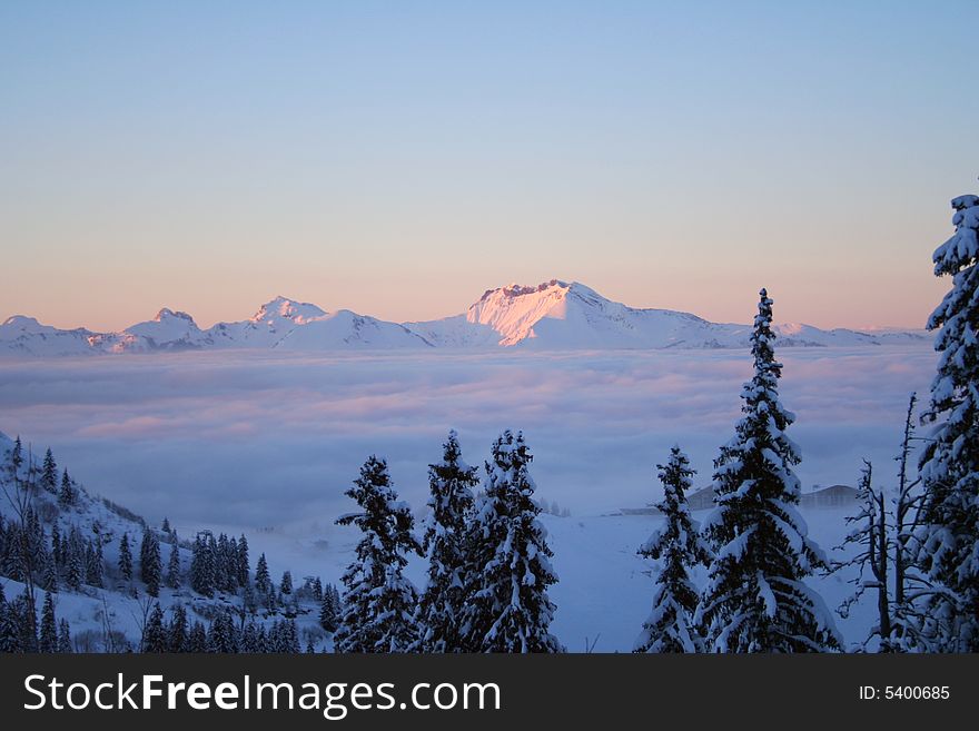 Winter mountain's forest over skies, swiss Alps. Winter mountain's forest over skies, swiss Alps