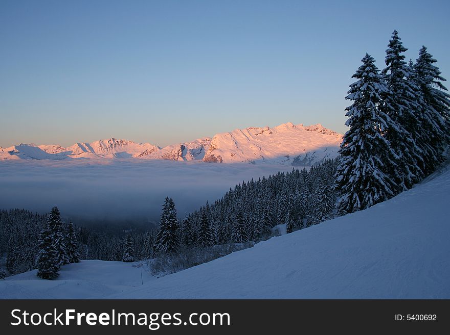 Winter mountain's forest over skies, swiss Alps. Winter mountain's forest over skies, swiss Alps