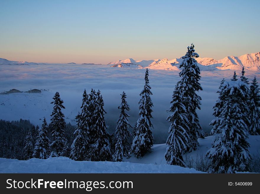 Winter mountain's forest over skies, swiss Alps. Winter mountain's forest over skies, swiss Alps