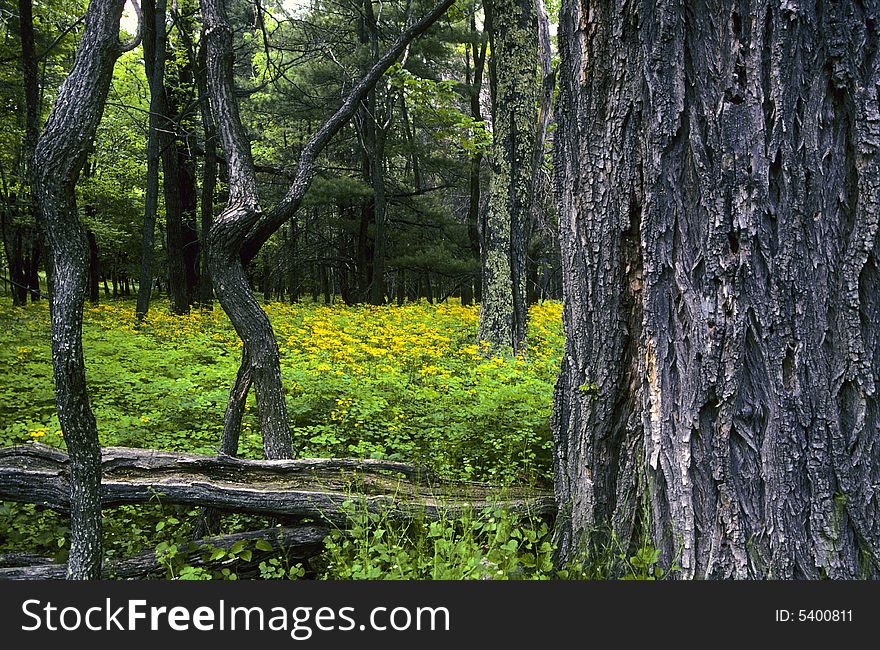 View into the forest in the middle of summer with wildflowers