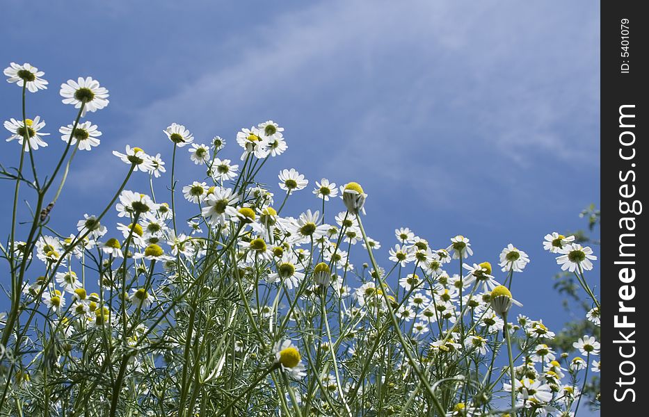 Camomiles (view from the ground)