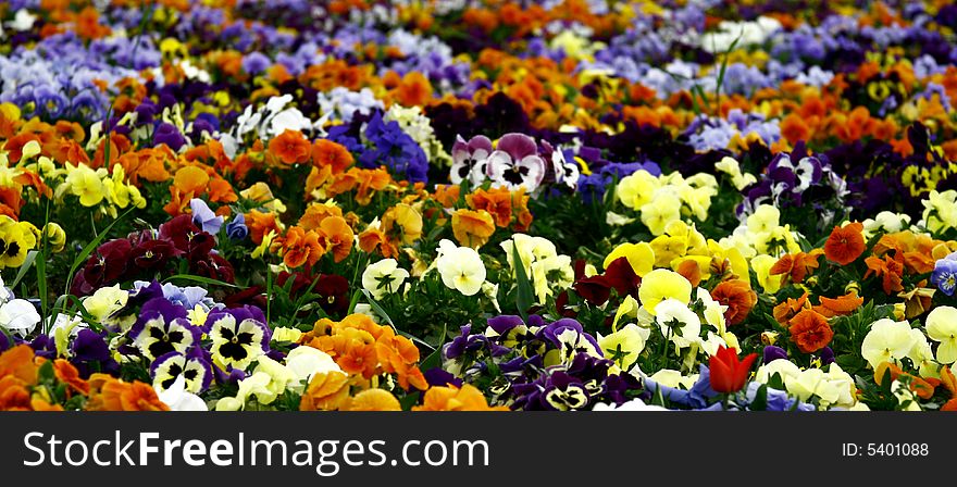 Flower Carpet