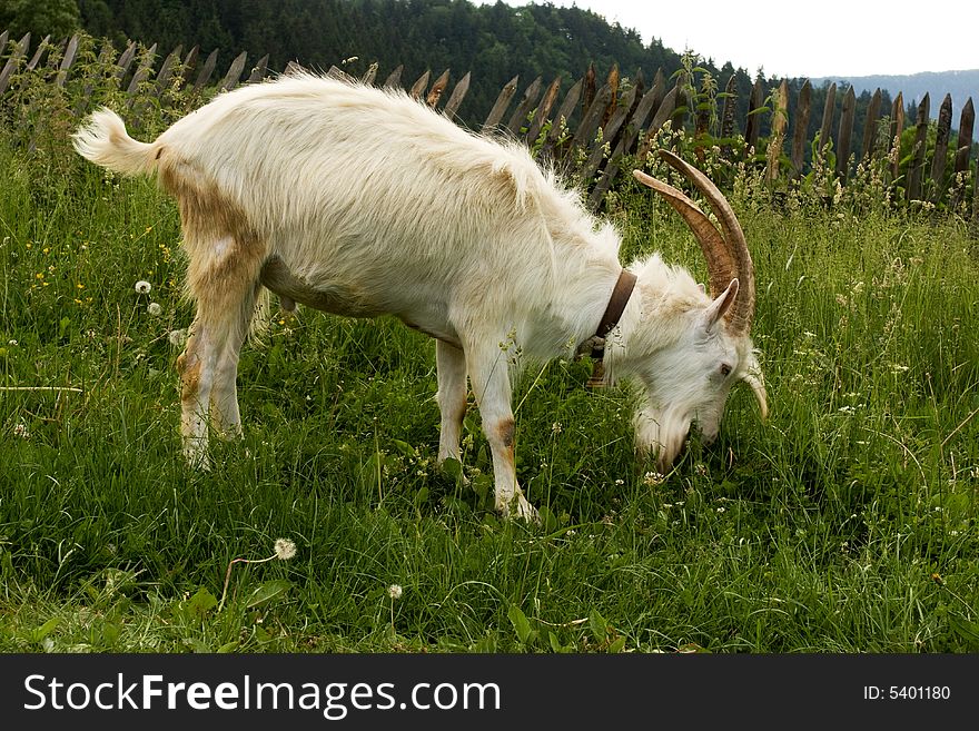 White goat on green grass. White goat on green grass