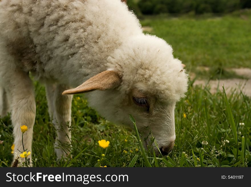 Grazing sheep on green grass. Grazing sheep on green grass
