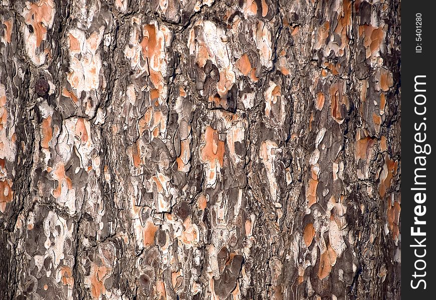 Bark of wood useful for texture and backgrounds. Bark of wood useful for texture and backgrounds.